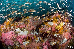 Photo of juvenile rockfish, strawberry anemones, sponges, and hydroids in the Cordell Bank National Marine Sanctuary. NOAA.