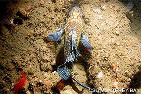 China Rockfish off Point Reyes Headlands - 2011. Photo by California State University - Monterey Bay.