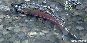 A large green, red, and black-spotted salmon swims in shallow water.