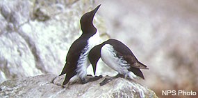 Two black-backed, white-breasted sea birds perch on a white rock.