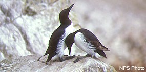 Two common murres