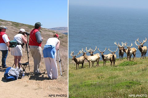 Tule elk docents and visitors watching tule elk at Windy Gap on Tomales Point.