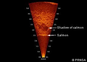 A sonar image of a salmon. A slender horizontal line, representing a salmon, passes through an orange inverted triangle, casting a shadow above the salmon.