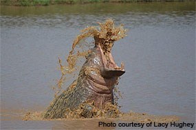 A hippopotamus lunging out of a muddy river in Africa.