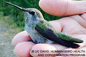 A green-backed, gray-breasted hummingbird sitting in a person's upturned hand.