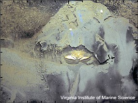 Sediment profile image of a mud crab in a burrow captured by Wormcam. Scale bars on border are 1 cm.