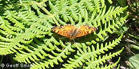 A small orange and black butterfly rests on the fronds of a fern.