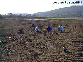 Five volunteers plant native vegetation in vegetation-free soil on the edge of a restored wetland.