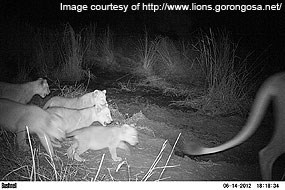 A black and white nighttime photograph of five lion cubs entering the frame from the left as an adult lion exits the frame to the right.