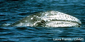 A gray whale surfaces raising much of its head horizontally out of the water.