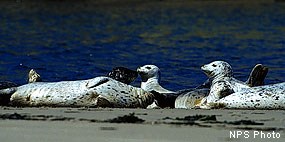 Six gray-colored, black-spotted seals hauled out on a sandbar.