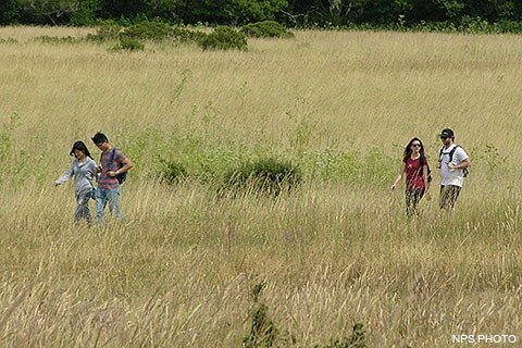 Four hikers walking through a grassy meadow near the Bear Valley Trailhead.