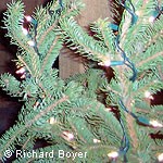Detail of a Douglas fir decorated with holiday lights.