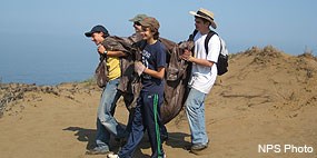 Four people carry a tarp loaded with invasive plants through sand dunes.