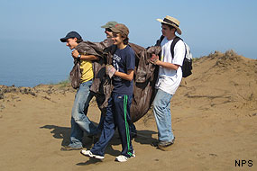 Habitat Restoration Project volunteers removing European Beachgrass from Abbotts Lagoon on September 27, 2009. Habitat Restoration Project volunteers removing European Beachgrass from Abbotts Lagoon on September 27, 2009.