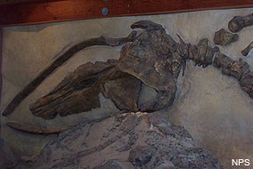 A replica of a fossilized whale on display in the Kenneth C. Patrick Visitor Center.