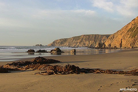 Piles of bull kelp on a sandy beach with the Pacific Ocean on the left and bluffs and cliffs on the right.
