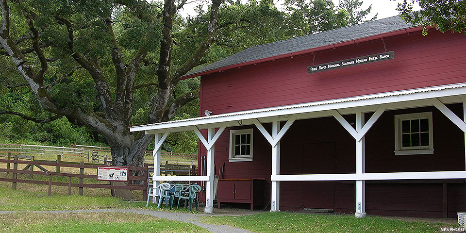 The Morgan Horse Ranch Barn on June 25, 2020. The Morgan Horse Ranch Barn. A red barn with white trim with a large oak tree on the left.