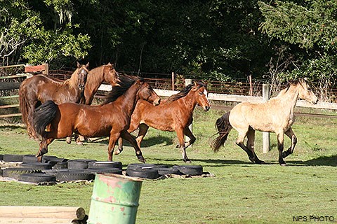 Five Morgan horses, two standing, three running to the right.