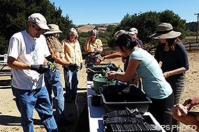 Volunteers at a picnic table sorting seedlings and putting them in small planters.