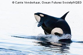 A black and white orca/killer whale breaches out of relatively still water.