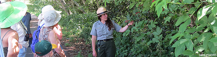 A female ranger gesturing toward some red berries while talking with visitors on a ranger-led program. A female ranger gesturing toward some red berries while talking with visitors on a ranger-led program.