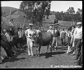 A historic black and white photograph of a man dressed in white standing next to a Jersey cow surrounded by several standing individuals.