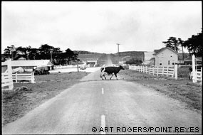 A black and white photograph of a black and white Holstein cow crossing a two-lane road with ranch buidlings beyond.