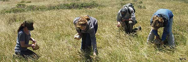 Four volunteers gathering native plant seed in a grassy field.