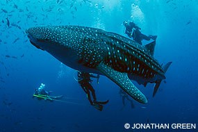 A couple researchers swim alongside a whale shark.