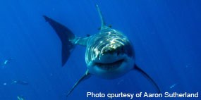A white shark swims below the surface, turning in the direction of the photographer.