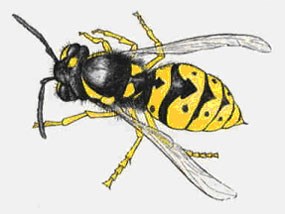 A color drawing of a yellow and black wasp.