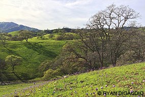 Rolling green hills and small valleys dotted with purple flowers and oak trees.