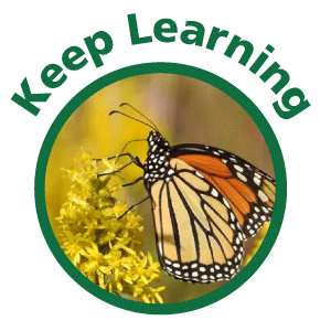 Photo of Monarch Butterfly. Text above reads Keep Learning