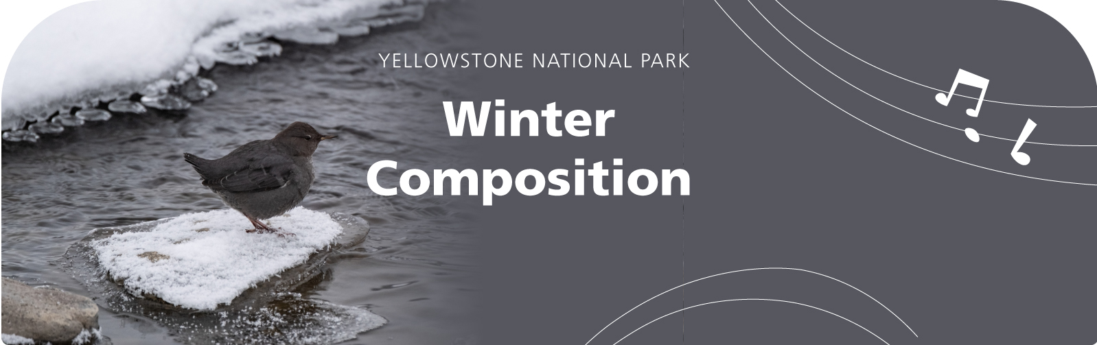 Dipper, a small grey bird, stands on icy river edge. Text: Winter Composition. Yellowstone National Park. Music notes and play buttons