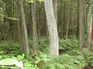 Acushnet Cedar Swamp Acushnet Cedar Swamp