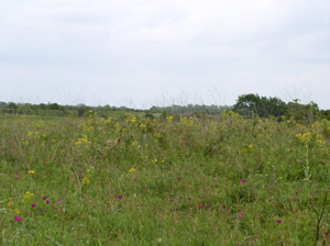 Attwater Prairie Chicken Preserve Attwater Prairie Chicken Preserve