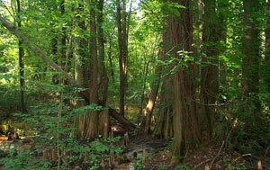 Battle Creek Cypress Swamp Battle Creek Cypress Swamp