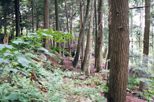 Battell Biological Preserve Battell Biological Preserve