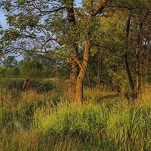 Baker University Wetlands Baker University Wetlands