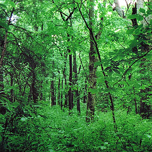 Baldwin Woods Baldwin Woods