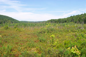 Beckley Bog Beckley Bog