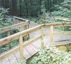 Beaverdam Creek Swamp Beaverdam Creek Swamp