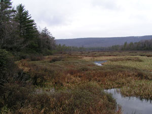 Bear Meadows Natural Area Bear Meadows Natural Area