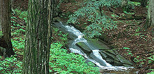 Bell Smith Springs Bell Smith Springs