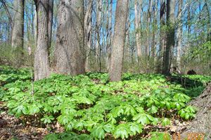 Belt Woods Belt Woods
