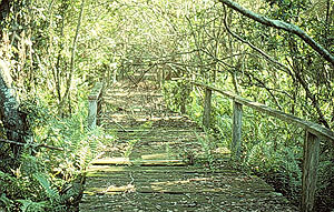 Big Cypress Bend Big Cypress Bend