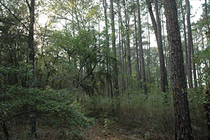 Big Hammock Natural Area Big Hammock Natural Area