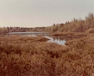 Bingham Pond Bog Bingham Pond Bog