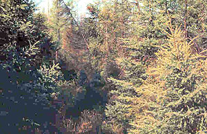 Black Spruce Bog Natural Area Black Spruce Bog Natural Area